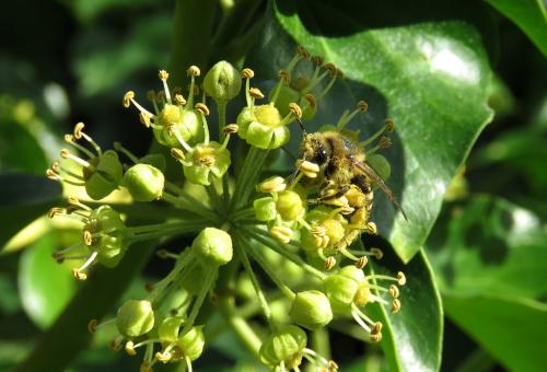 A honey bee sitting on a Ivy
